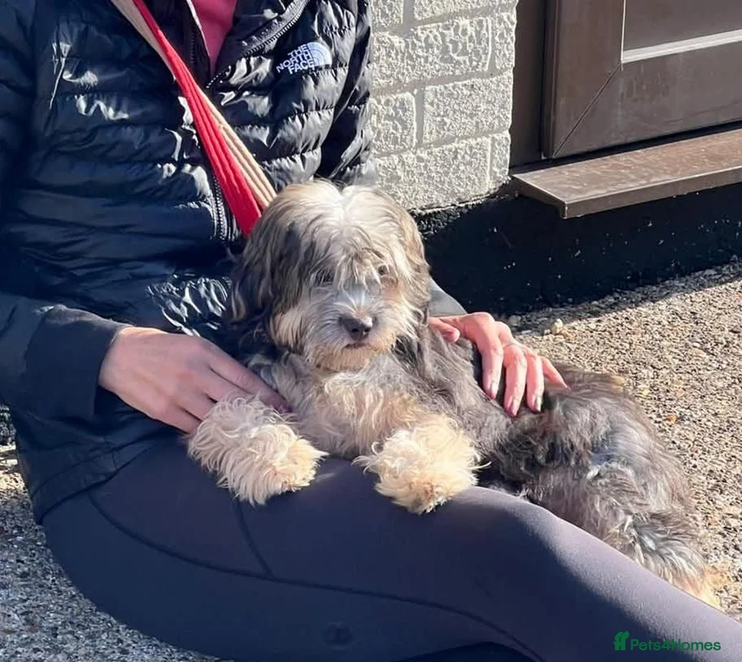 Mixed Breed dogs for adoption: FELIX – 6 MONTHS OLD, ADORABLE BOY PUPPY in Kettering - Advert 2