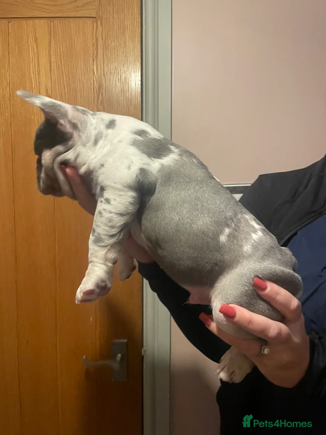 French Bulldog dogs for sale: 3 stunningly unique coloured stocky frenchies - Advert 24