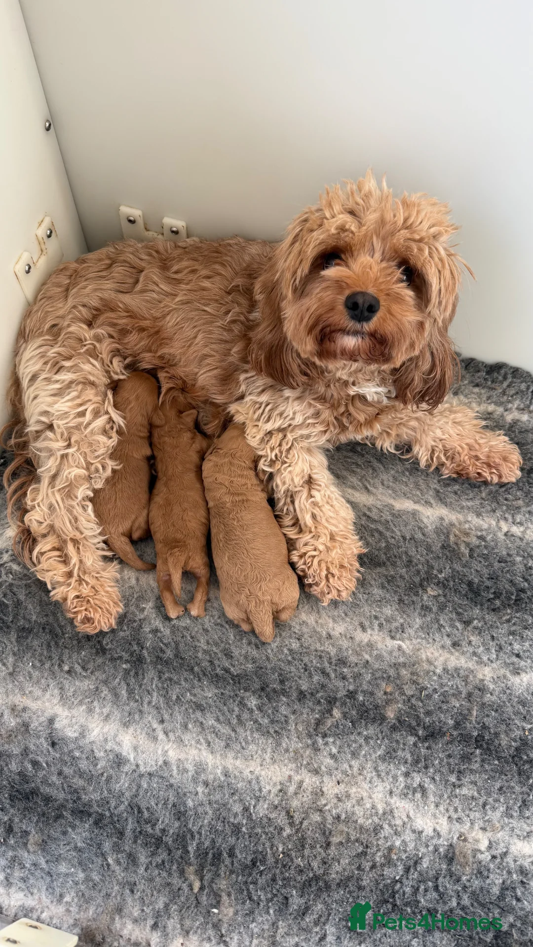 Cavapoo dogs for sale: The most beautiful Cavapoos - Advert 1