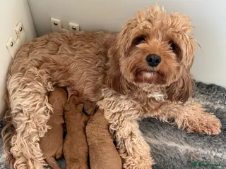 Cavapoo dogs The most beautiful Cavapoos - Advert 4