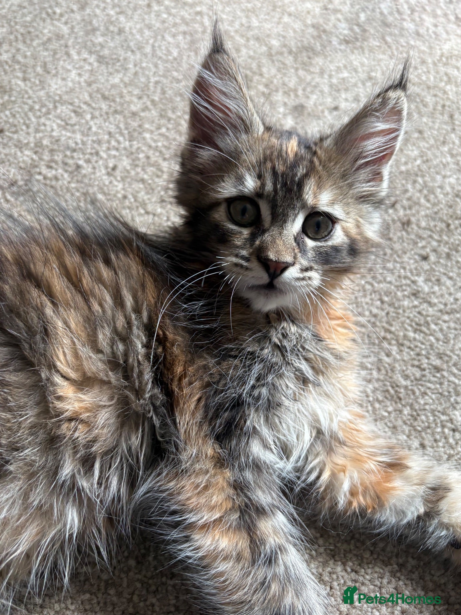 Maine Coon cats Beautiful Pedigree Maine Coon Kittens  - Advert 2