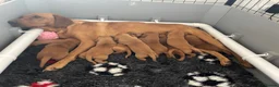 Labrador Retriever dogs for sale: Fox Red Labrador Puppies For Sale - Advert 2