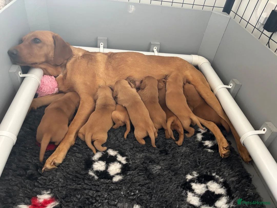 Labrador Retriever dogs for sale: Fox Red Labrador Puppies For Sale - Advert 2