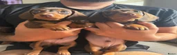 Miniature Dachshund dogs for sale: Miniature dachshund puppies  - Advert 2