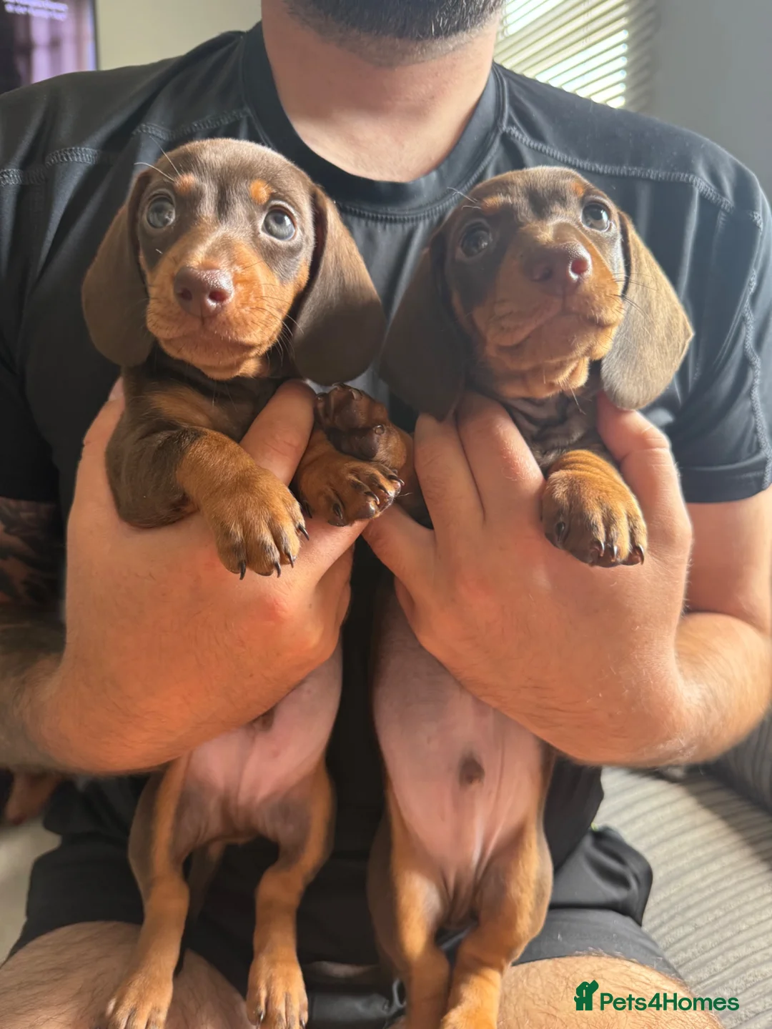 Miniature Dachshund dogs for sale: Miniature dachshund puppies  - Advert 2