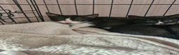 British Shorthair cats for sale: 3 beautiful kittens all black and white in colour - Advert 17
