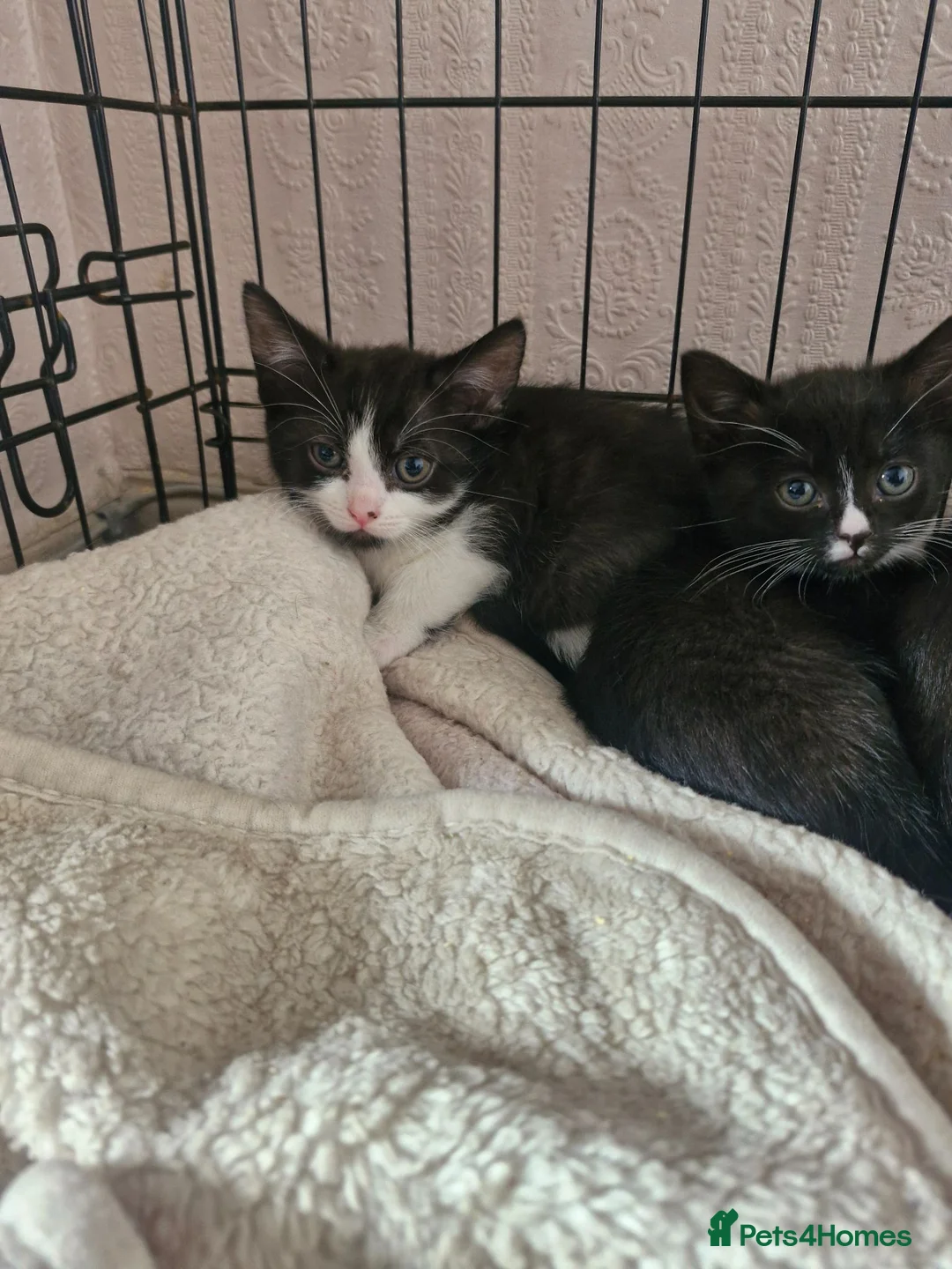 British Shorthair cats for sale: 3 beautiful kittens all black and white in colour - Advert 17