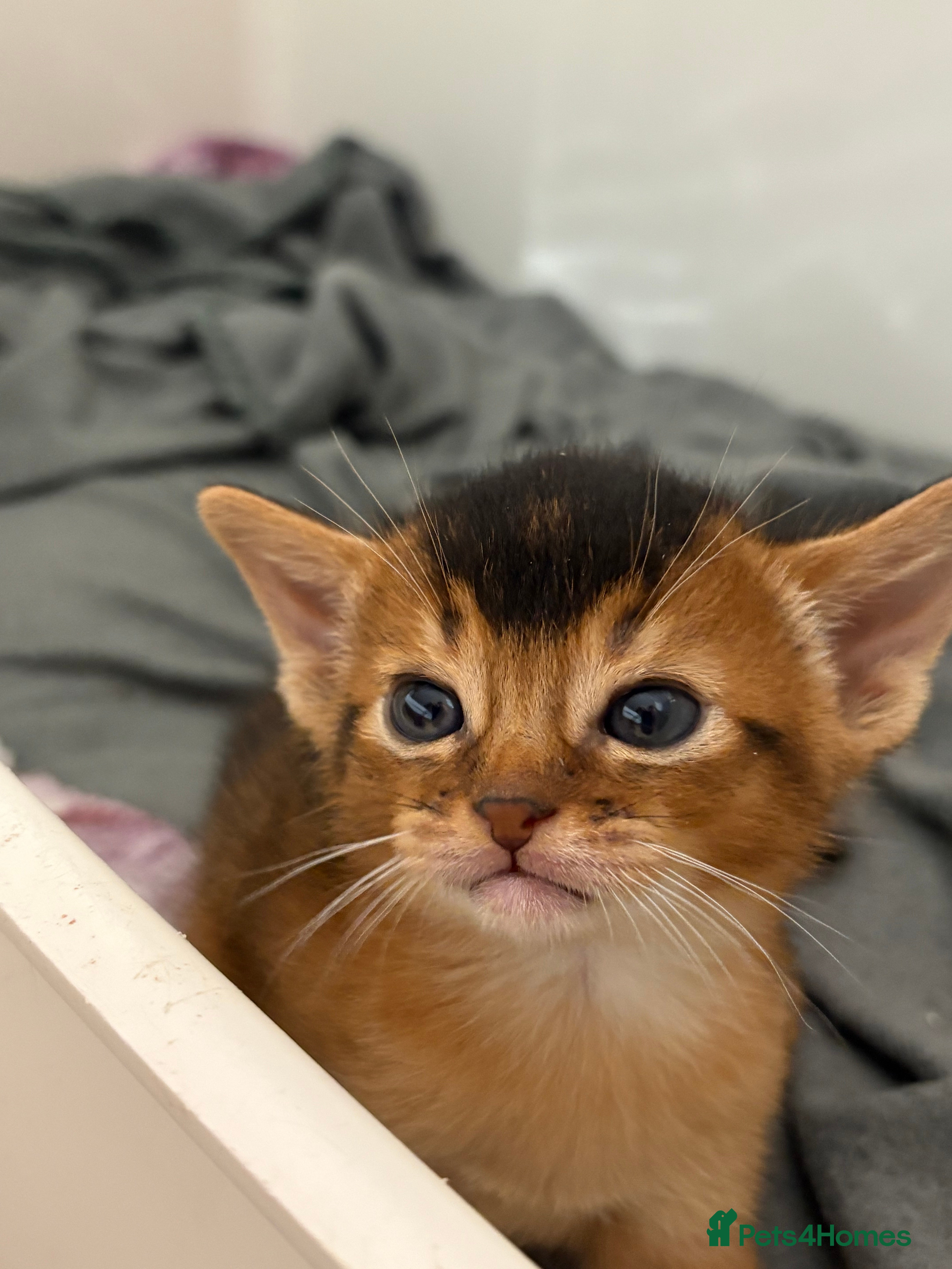 Abyssinian cats Abyssinian champion line kittens🏆 - Advert 5