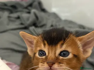 Abyssinian cats Abyssinian champion line kittens🏆 - Advert 5