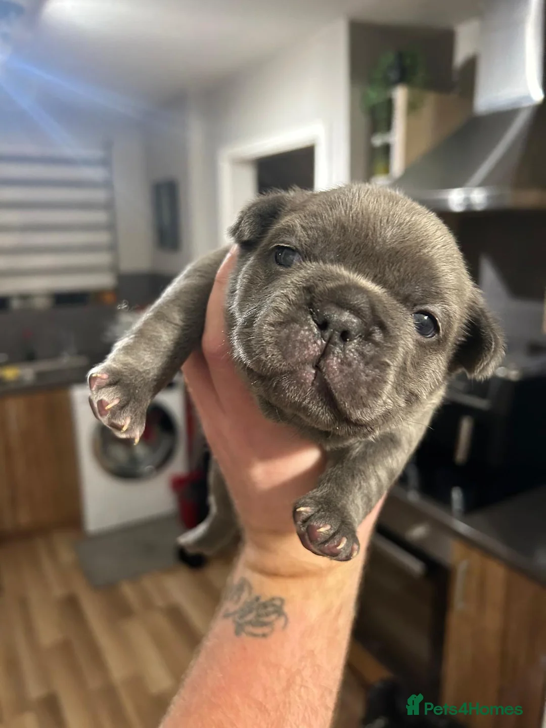 French Bulldog dogs for stud: 🔥🔥 PROVEN L1 & L4 BLUE VISUAL FLUFFY STUD 🔥🔥 in Feltham - Advert 26
