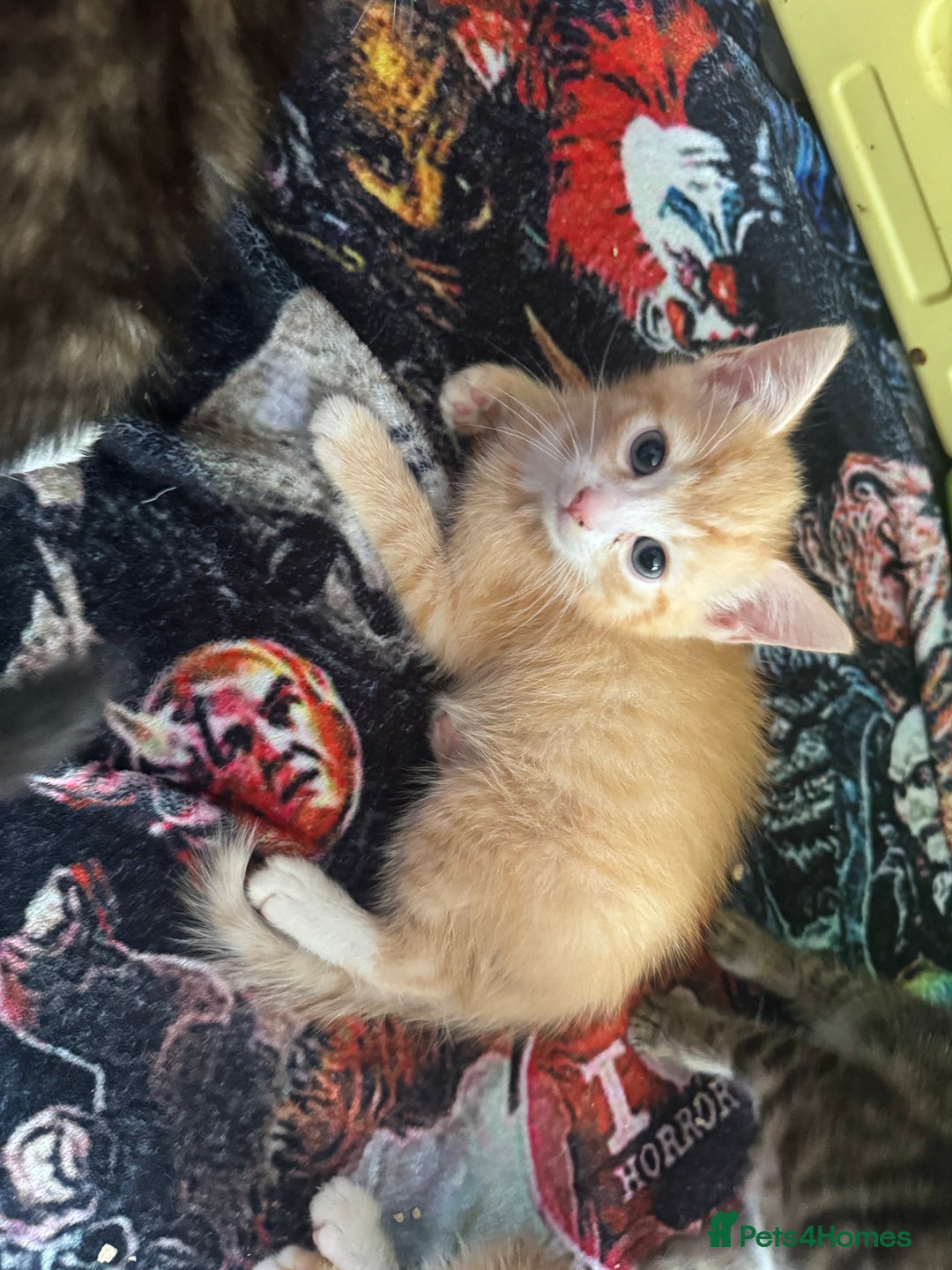 British Shorthair cats for sale: Four Adorable Kittens  - Image 3