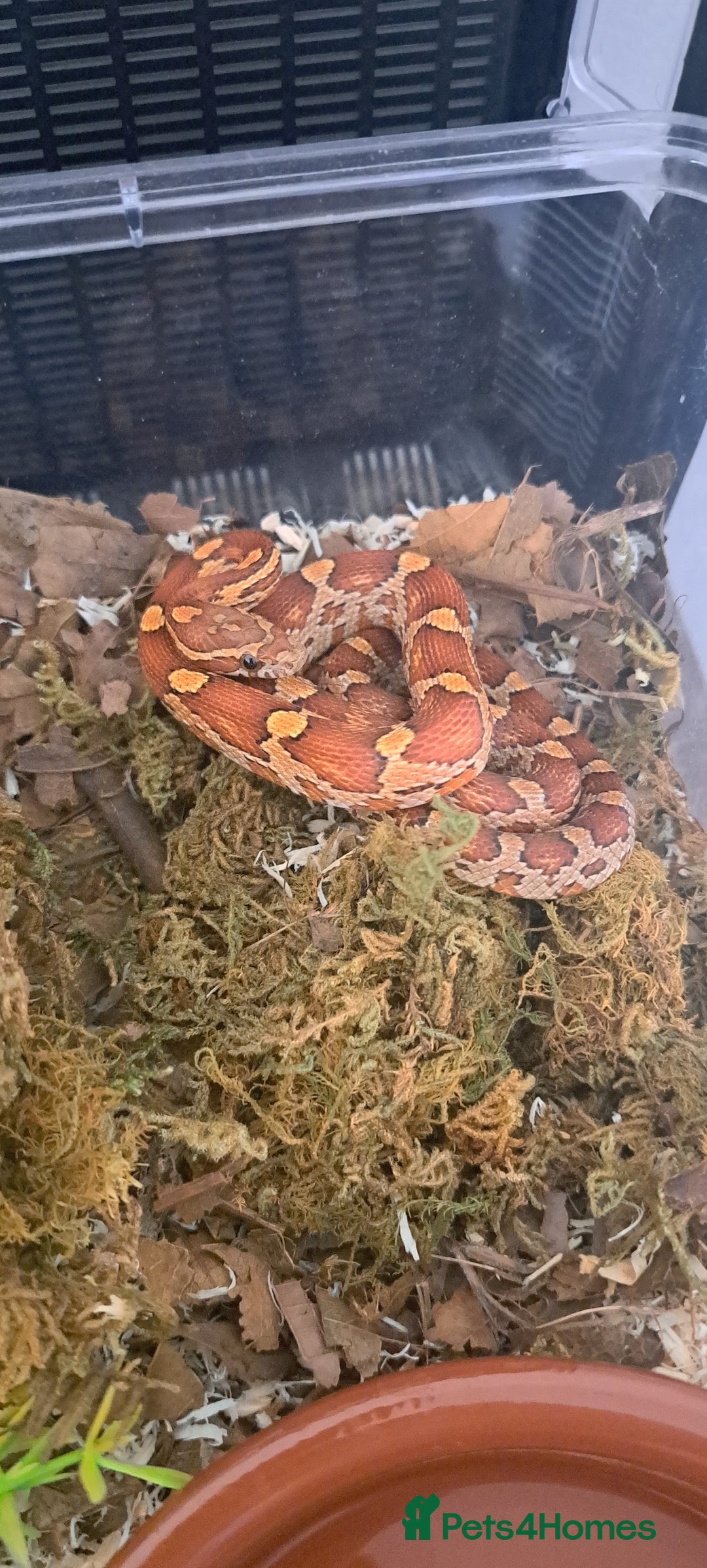 Corn Snake reptiles for sale: Corn snake and set up - Advert 5