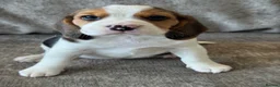 Beagle dogs for sale: 🐶 BEAUTIFUL KC REGISTERED CHUNKY BEAGLE PUPPIES🐶 - Advert 8