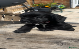 Cockalier dogs for sale: Female Cockalier dog for sale  - Image 1
