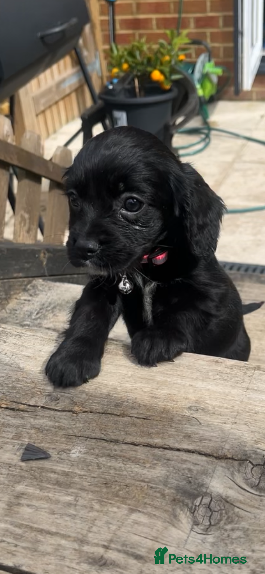 Cockalier dogs for sale: Female Cockalier dog for sale  - Image 1