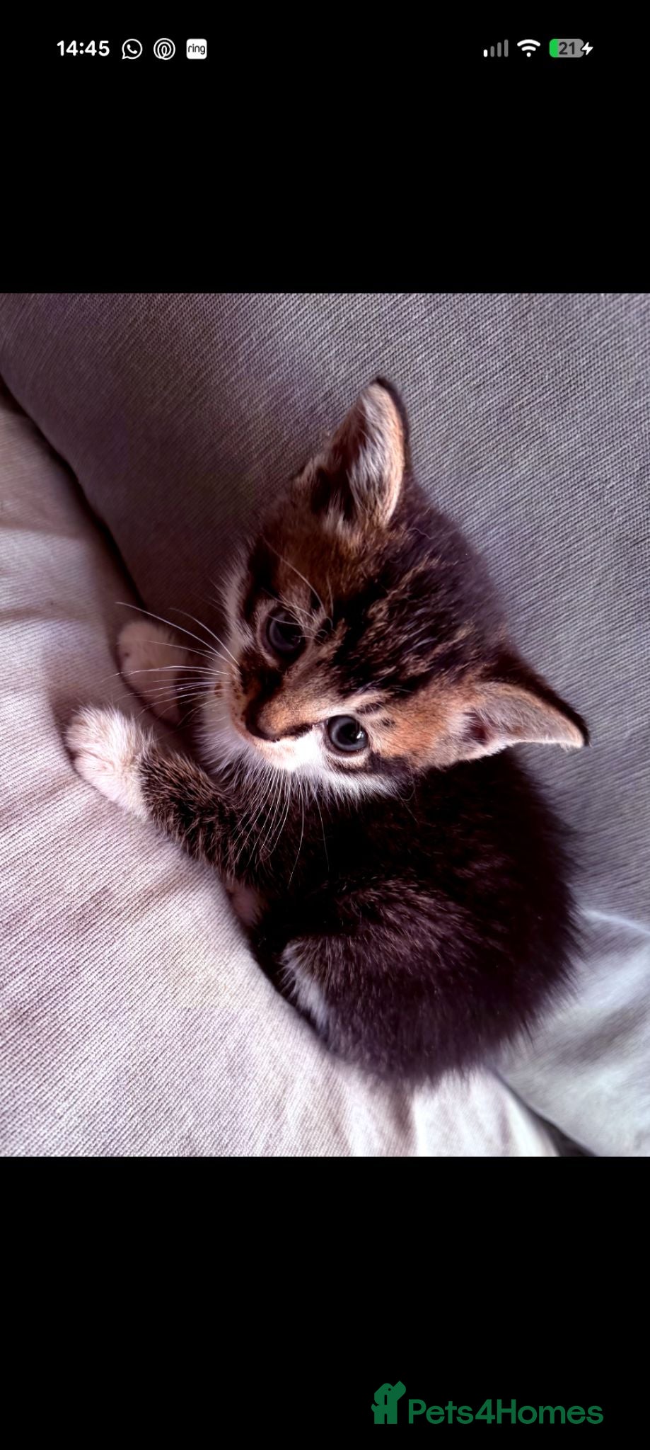 Mixed Breed cats Kittens - Rescue - Advert 18