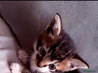 Mixed Breed cats Kittens - Rescue - Advert 11