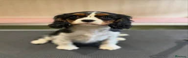 Cavalier King Charles Spaniel Puppy 1