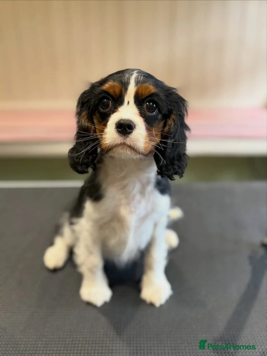 Cavalier King Charles Spaniel dogs for sale: 6 month old female tri cavalier king Charles in Hayling Island - Advert 2