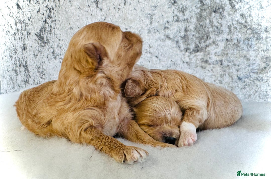 Maltipoo dogs for sale: Two boys left to reserve  - Advert 2
