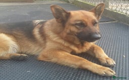 German Shepherd dogs for sale: Beautiful puppies  - Advert 3