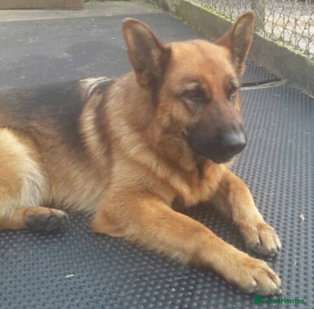 German Shepherd dogs for sale: Beautiful puppies  - Advert 3