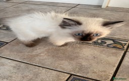 Ragdoll cats for sale: Pure breed Female seal point ragdoll kitten - Image 5