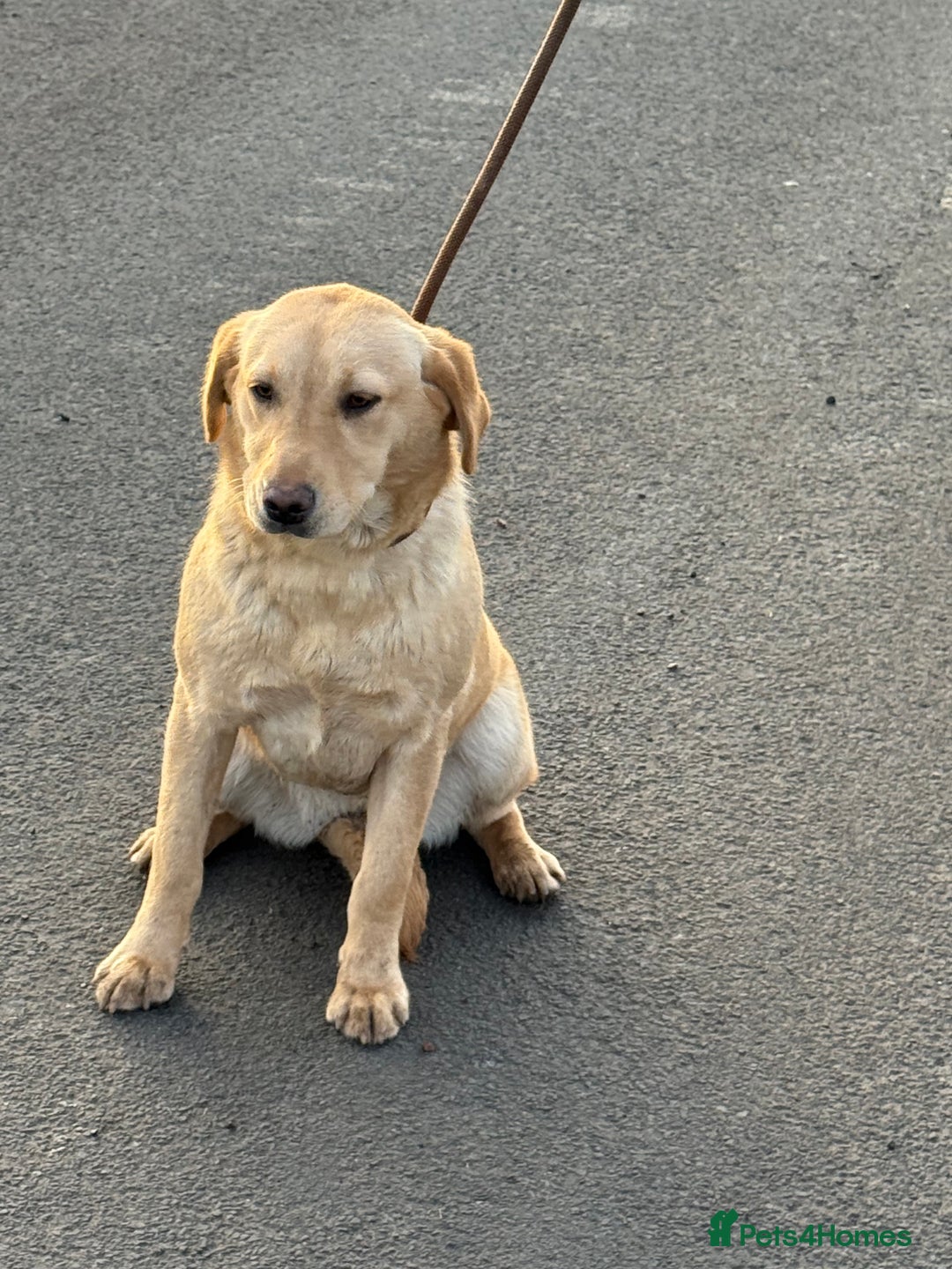 Labrador Retriever dogs for sale: KC Registered Female - Advert 6