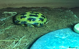 Tortoise reptiles for sale: Horse field tortoise  - Image 3