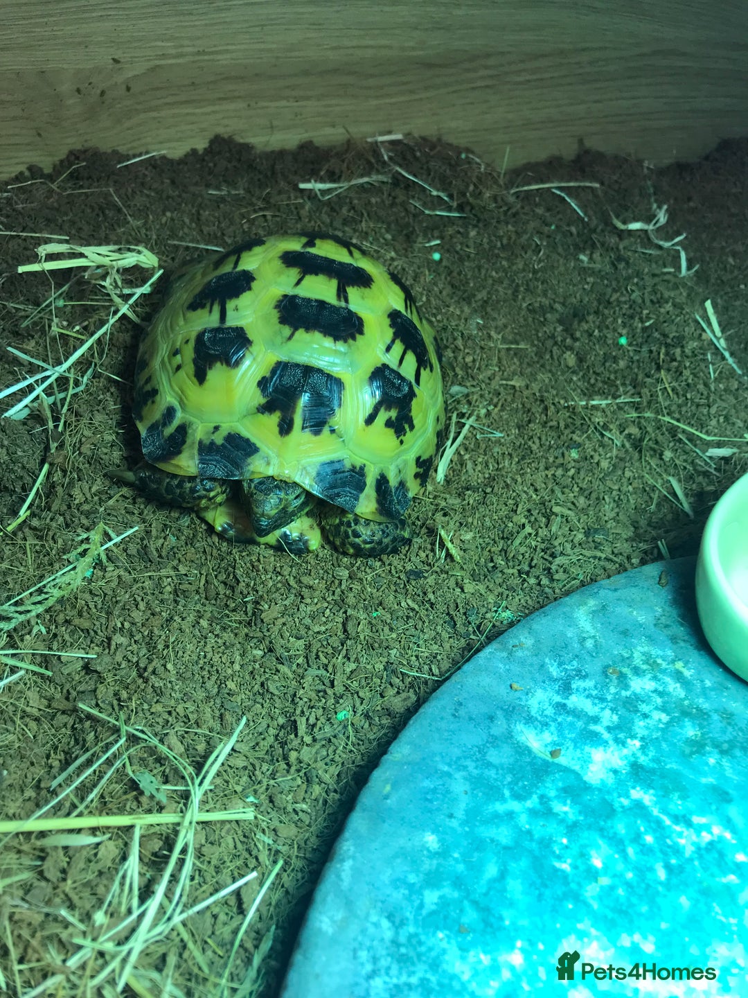 Tortoise reptiles for sale: Horse field tortoise  - Image 3