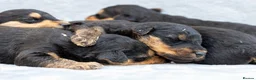 Airedale Terrier dogs for sale: ⭐️QUALITY KC AIREDALE TERRIERS PUPPIES⭐️ - Advert 4