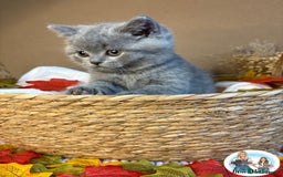 British Shorthair cats for sale: 3 British short hair / long hair kittens  - Image 28