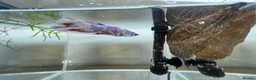 Bettas fish for sale: Betta sale!!  - Advert 2