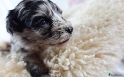 Sheepadoodle dogs for sale: Mini Sheepadoodle the wait is over!  - Image 21