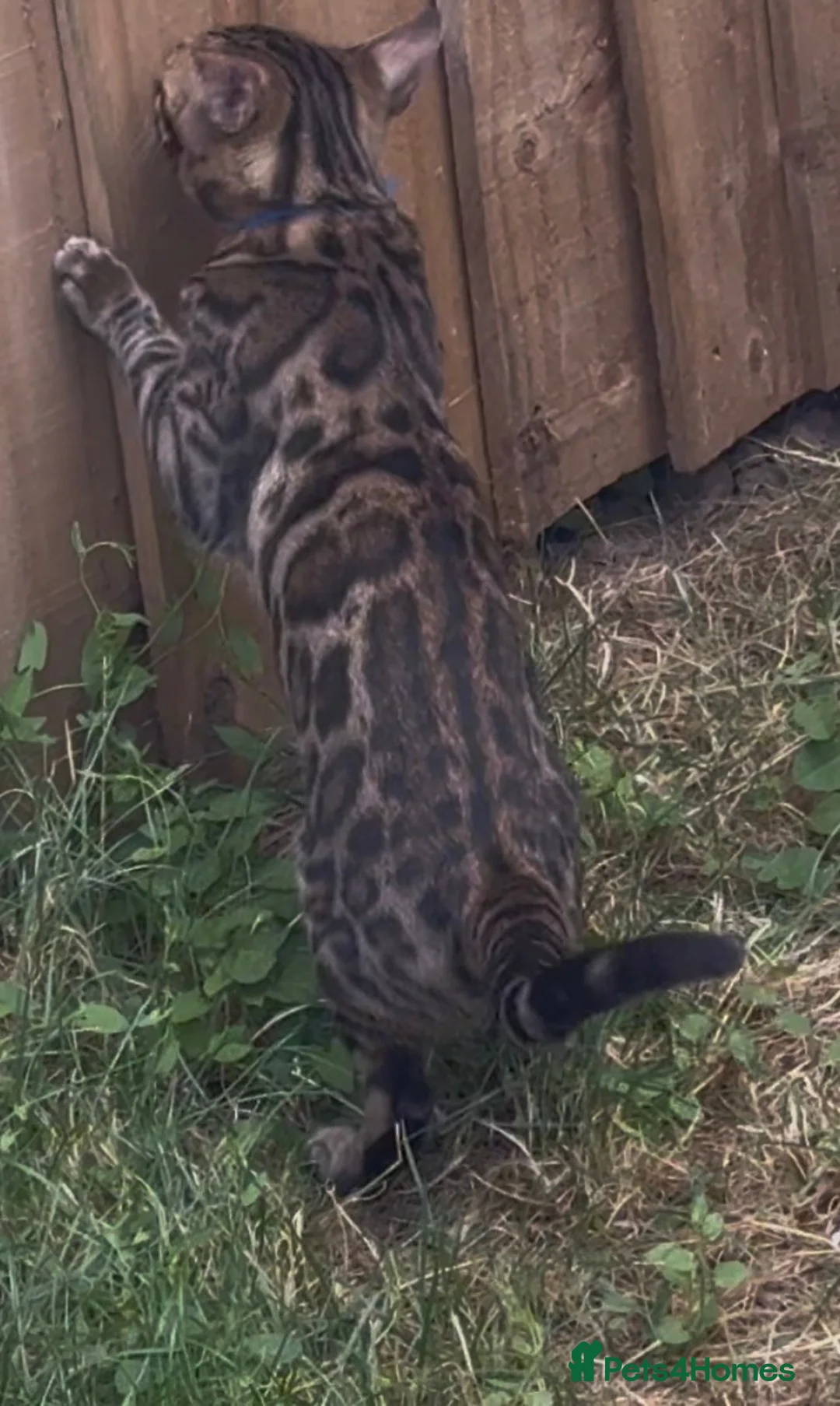 Bengal cats for sale: 2 LEFT!! ✨ Beautiful Bengal Kittens✨ - Advert 2