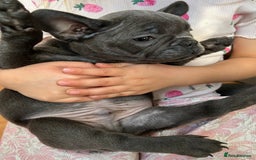French Bulldog dogs for sale: Solid Blue French Bulldog  - Image 15