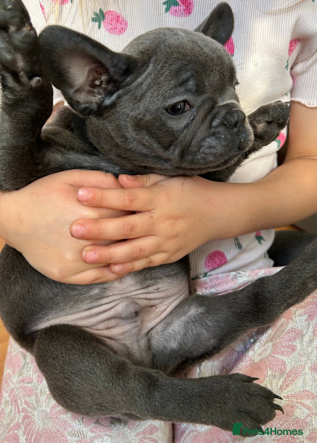 French Bulldog dogs for sale: Solid Blue French Bulldog  - Image 15