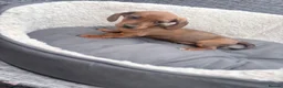 Miniature Dachshund dogs for sale: Beautiful dachshund babies  in Stafford - Advert 7