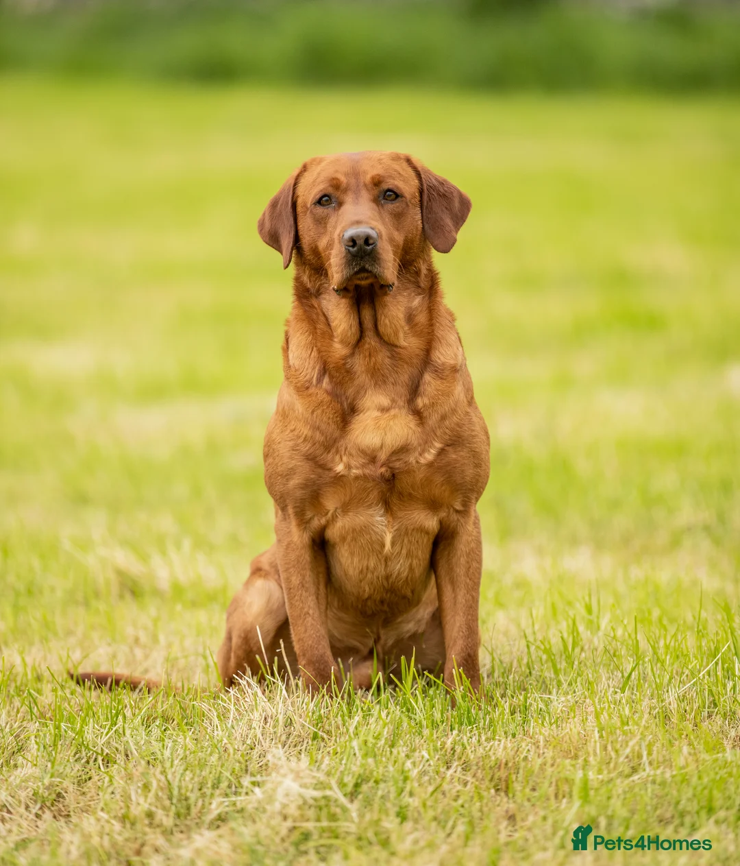 Labrador Retriever dogs for stud: Fox red labrador for stud- FULLY HEALTH TESTED  in Leyburn - Advert 3