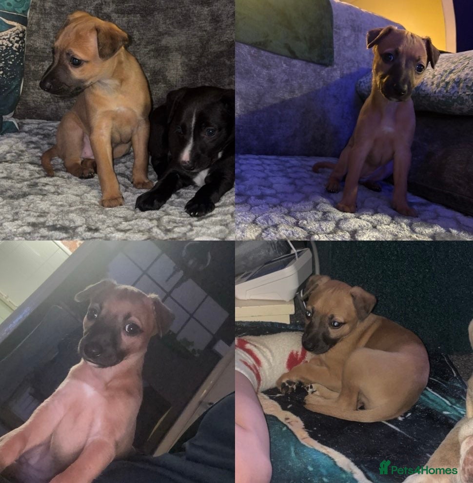 Whippet dogs Whippet pups  - Advert 2