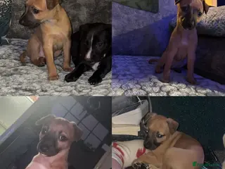 Whippet dogs Whippet pups - Advert 2