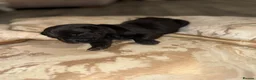 Cane Corso dogs for sale: Cane corso - Advert 15