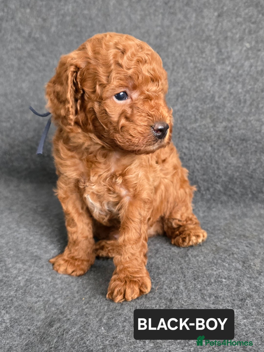 Toy Poodle dogs for sale: STUNNING RED TOY POODLE 🤩🐶 - Image 19