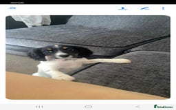 Cocker Spaniel dogs for sale: Working cocker spaniel  - Advert 4