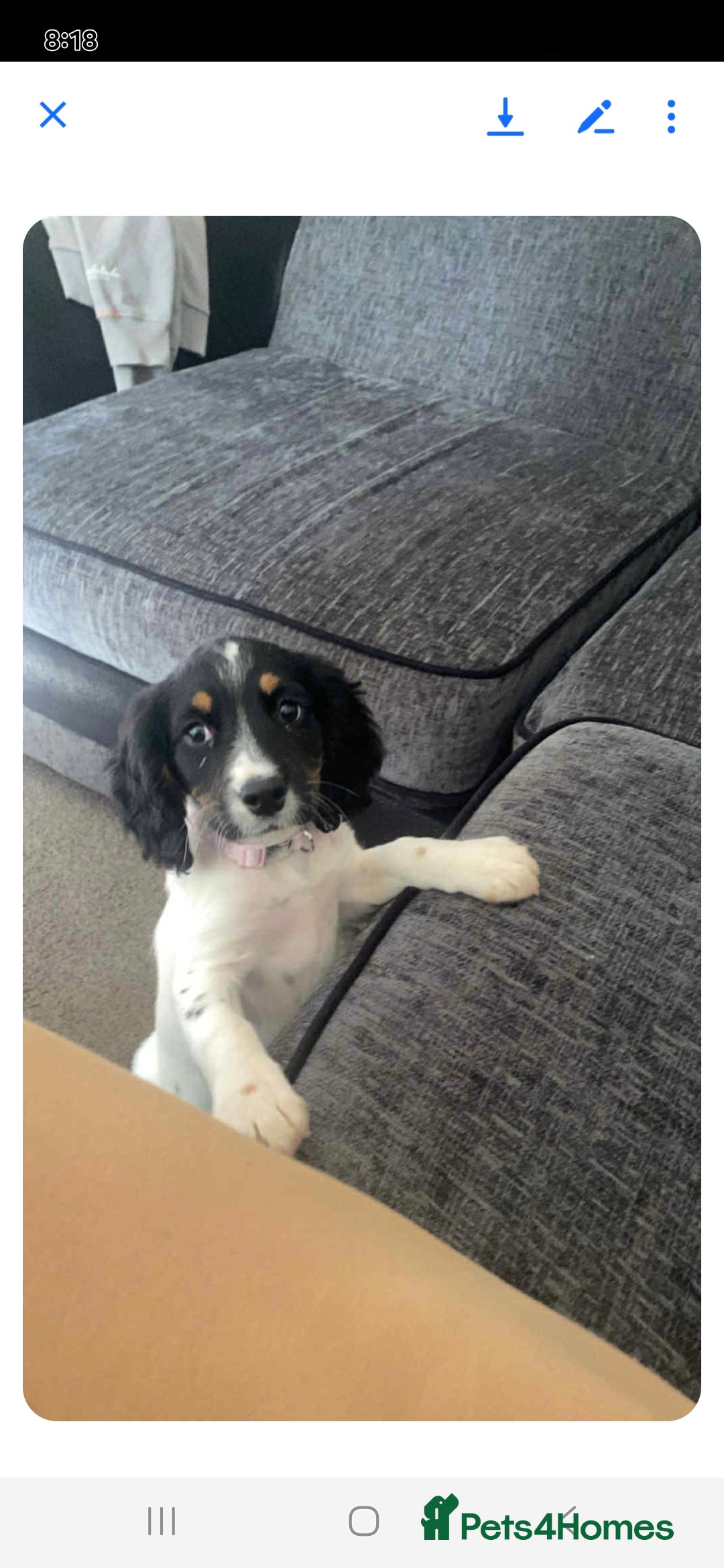 Cocker Spaniel dogs for sale: Working cocker spaniel  - Advert 4