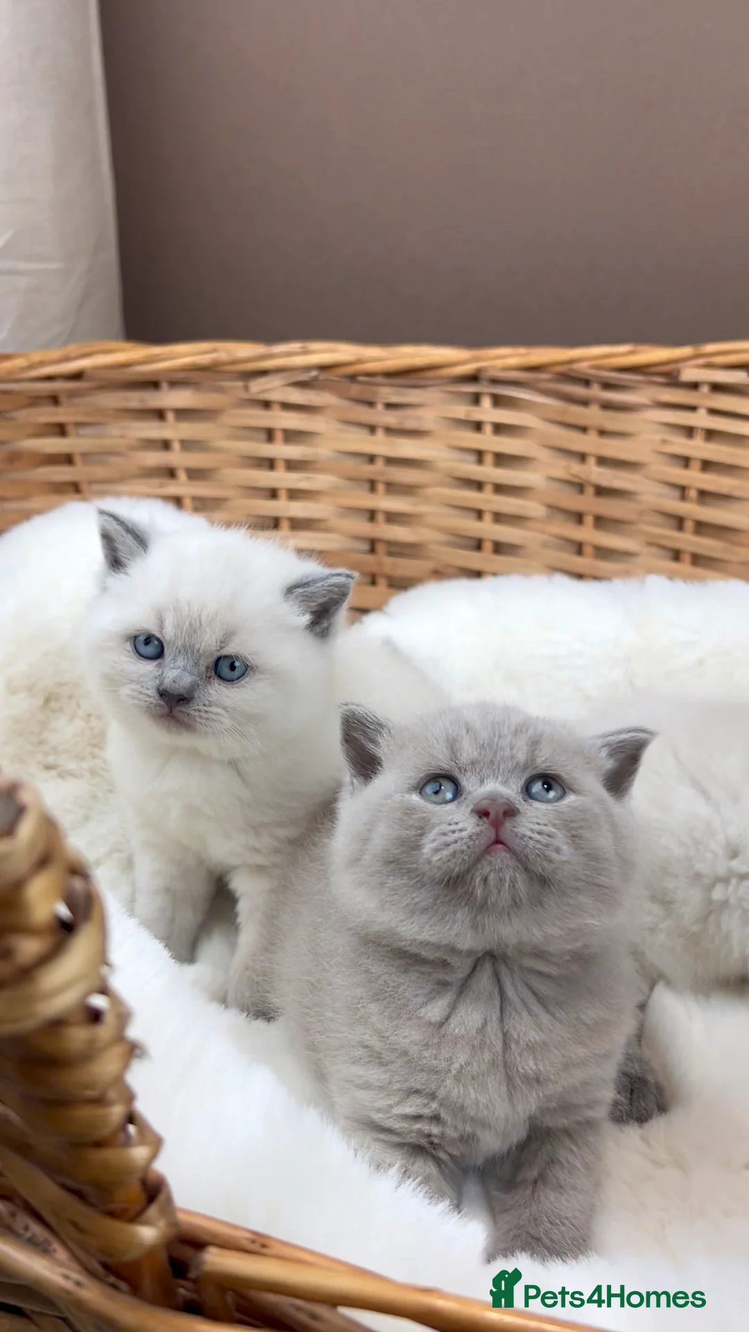 British Shorthair cats for stud: GCCF ACTIVE COLOURPOINT STUD - Health tested  in Ingatestone - Advert 8