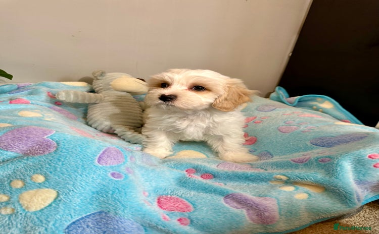 Cavachon dogs - Advert 1
