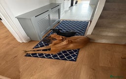 Bullmastiff dogs for stud: Bullmastiff for Stud - Image 1