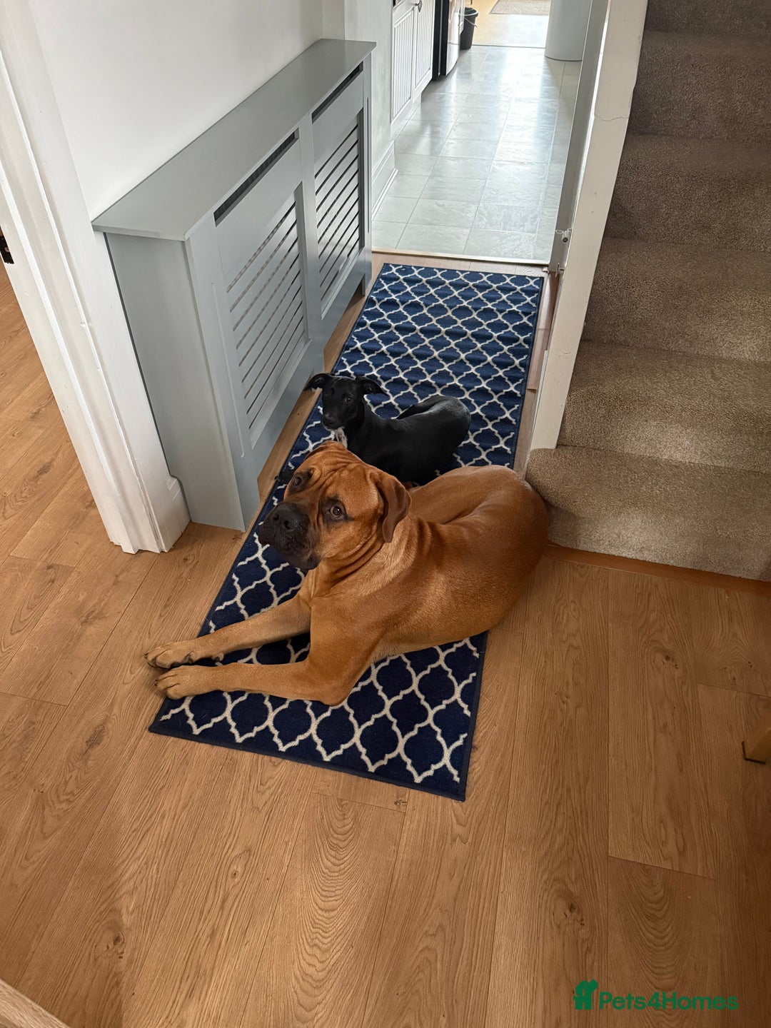 Bullmastiff dogs for stud: Bullmastiff for Stud - Image 1