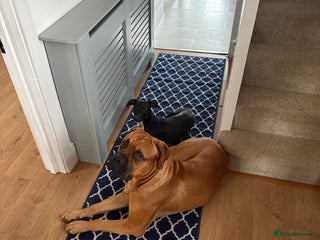 Bullmastiff dogs - Advert 7